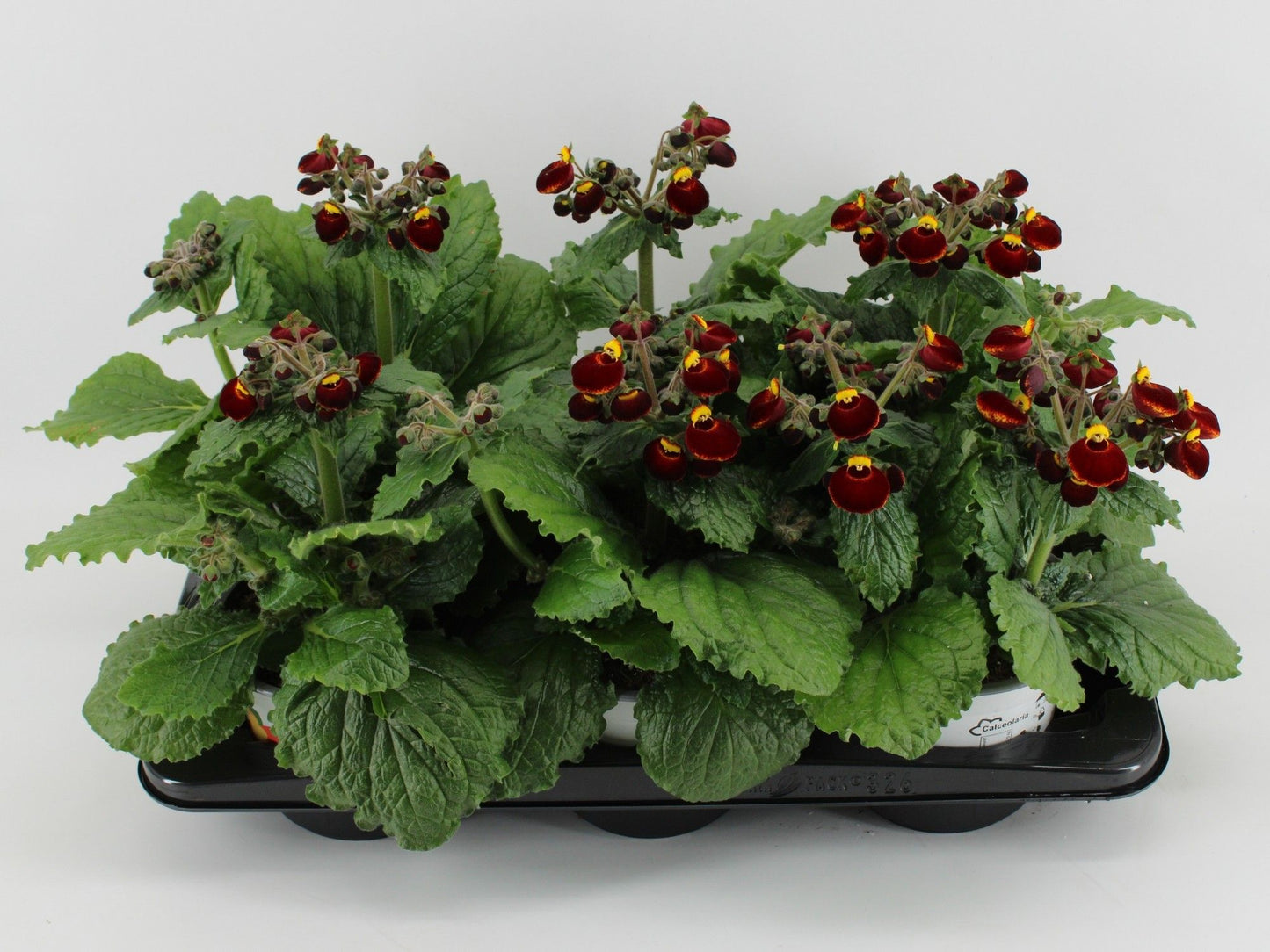 Calceolaria Red - Yellow