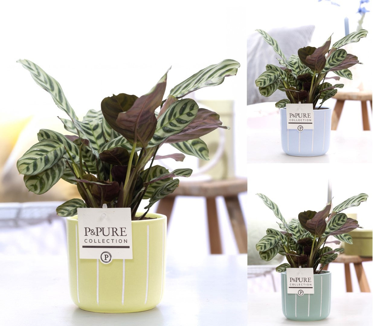 Ctenanthe Burle Marxii Keramiek Fleur