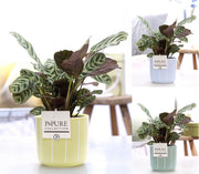 Ctenanthe Burle Marxii Keramiek Fleur