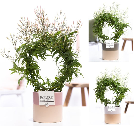 Jasm Poly Wit Boog 200+ Knop Keramiek Tess