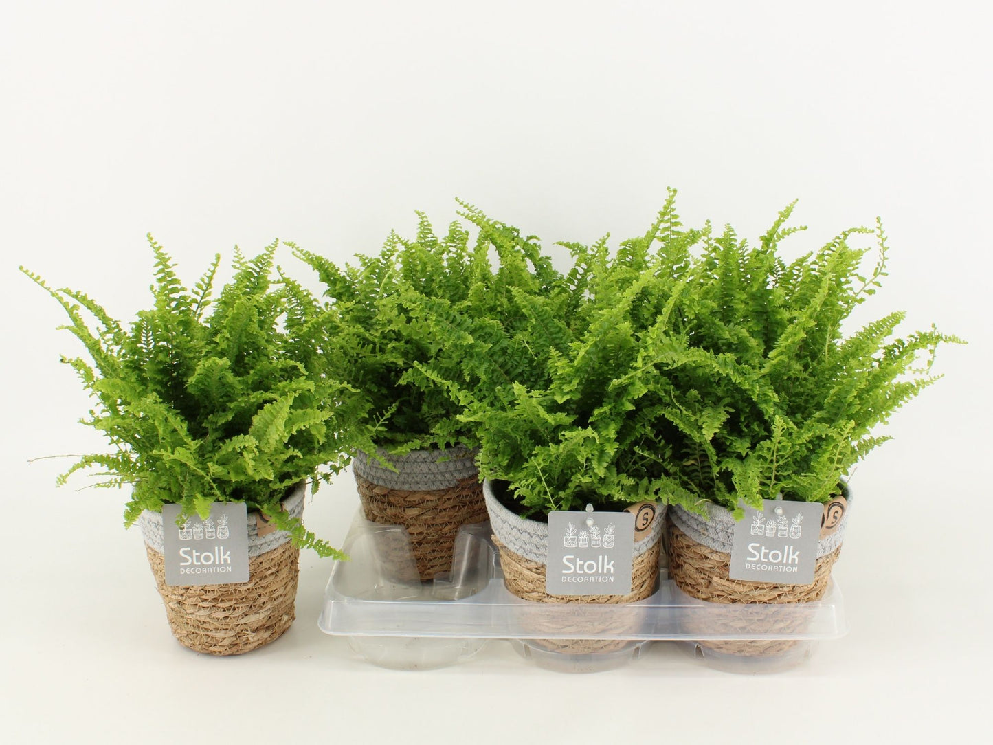 Nephr Ex Vitale Basket