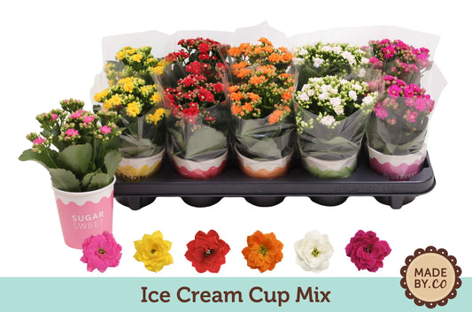Kalanchoe Gev Gemengd 5kl Potcover Ice Cream Cup