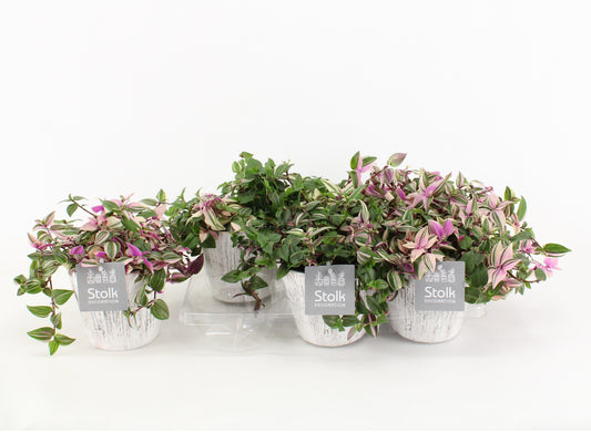 Trad Quadricolor Wood Wit