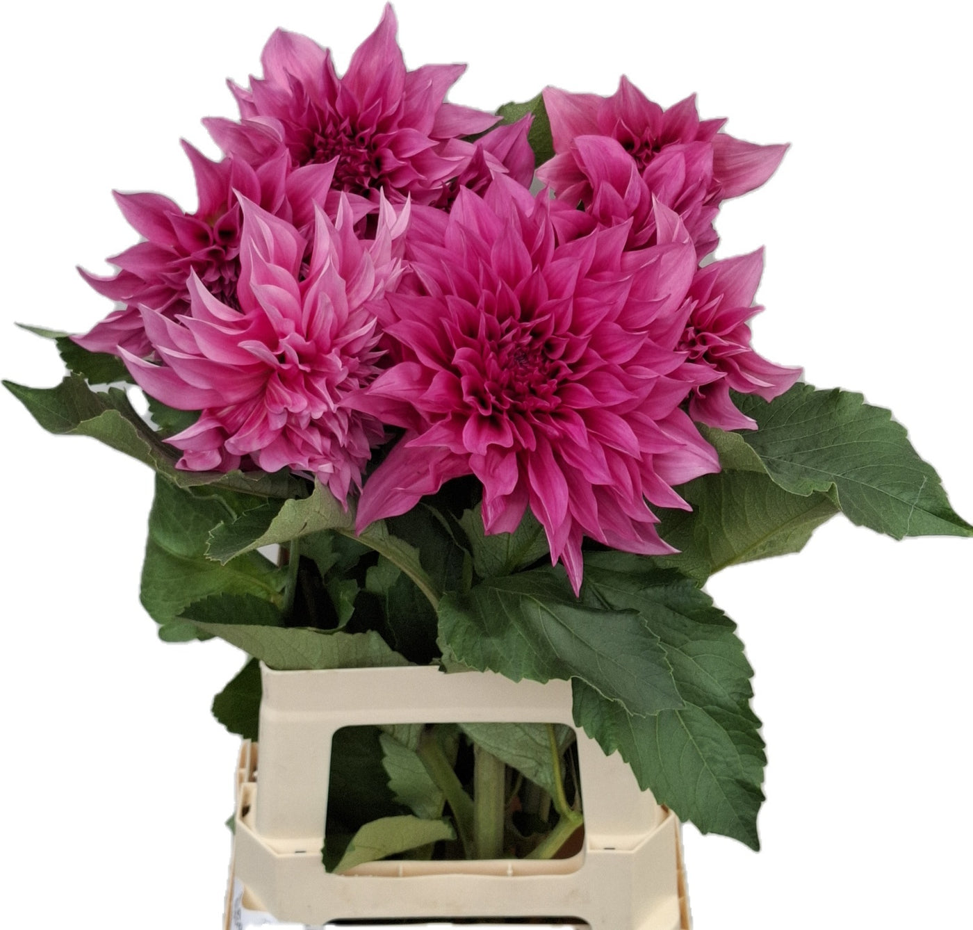 Dahlia ‘Café au Lait’ – 55cm Pink Cut Stems