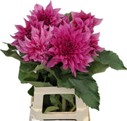 Dahlia Café au Lait