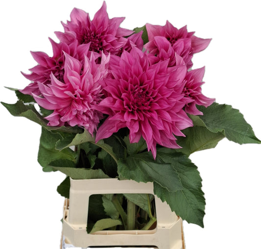 Dahlia ‘Café au Lait’ – 55cm Pink Cut Stems