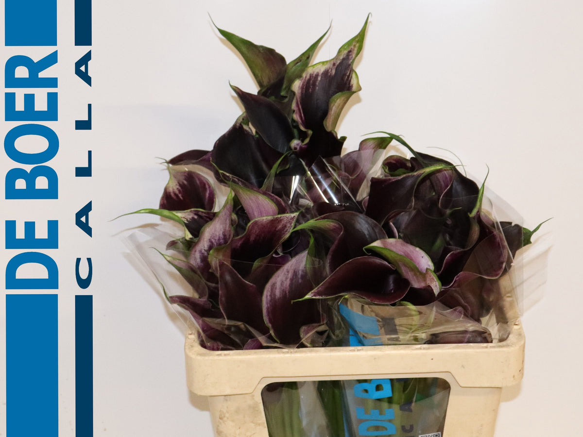 FeedSync:wholesale:c9295db333836116bb3c6266cb072290886ff095