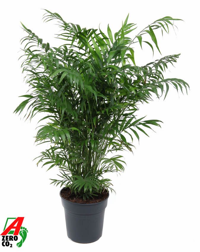 Chamaedorea Elegans