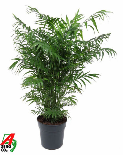Chamaedorea Elegans