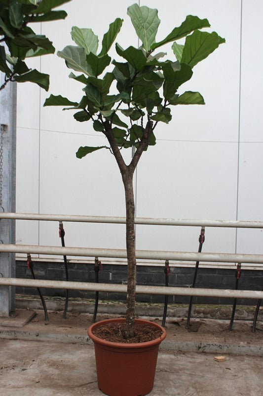 Ficus Lyrata Stam