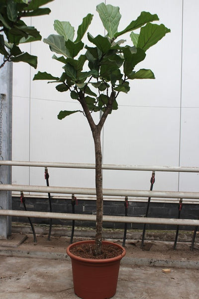 Ficus Lyrata Stam