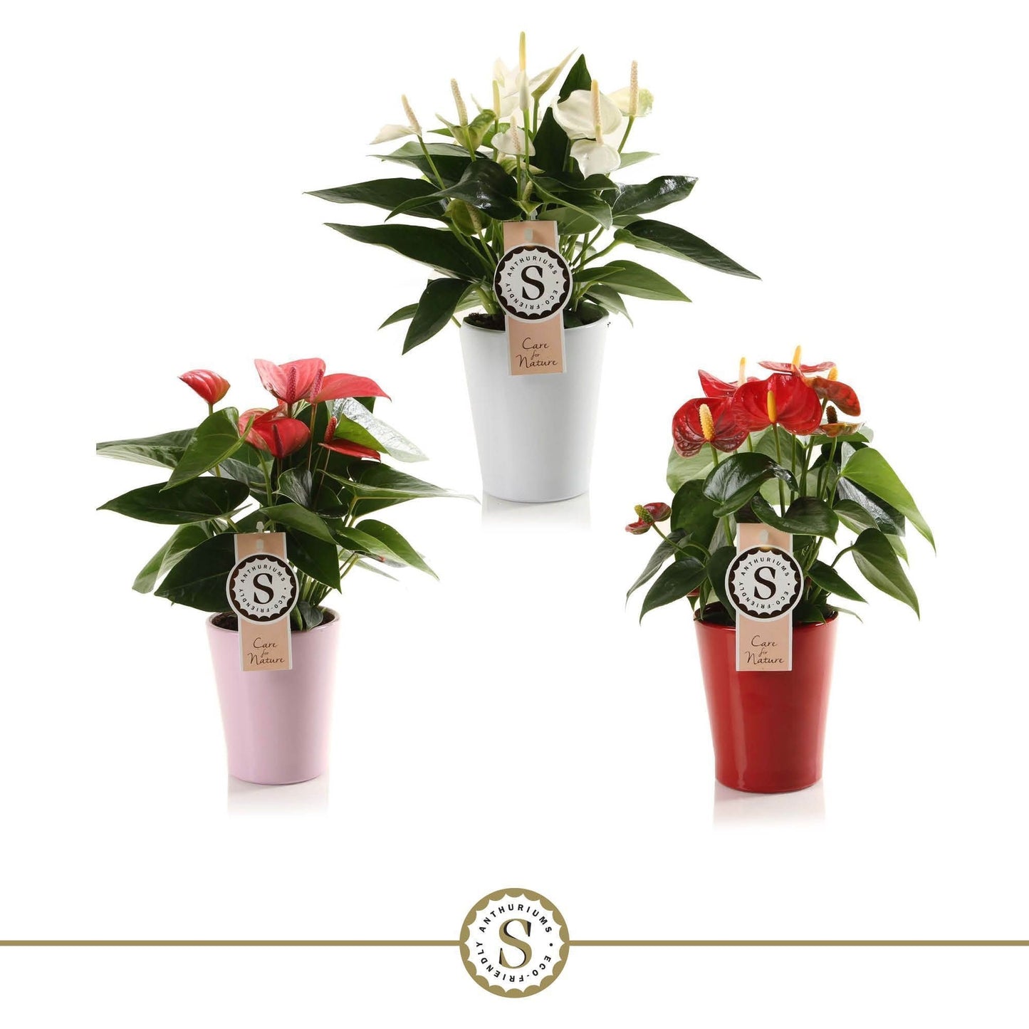 Anthurium St Gemengd 3kl Keramiek Paris