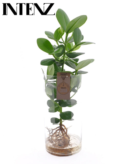 Opm Intenz Clusia Glas Cilinder Xxl