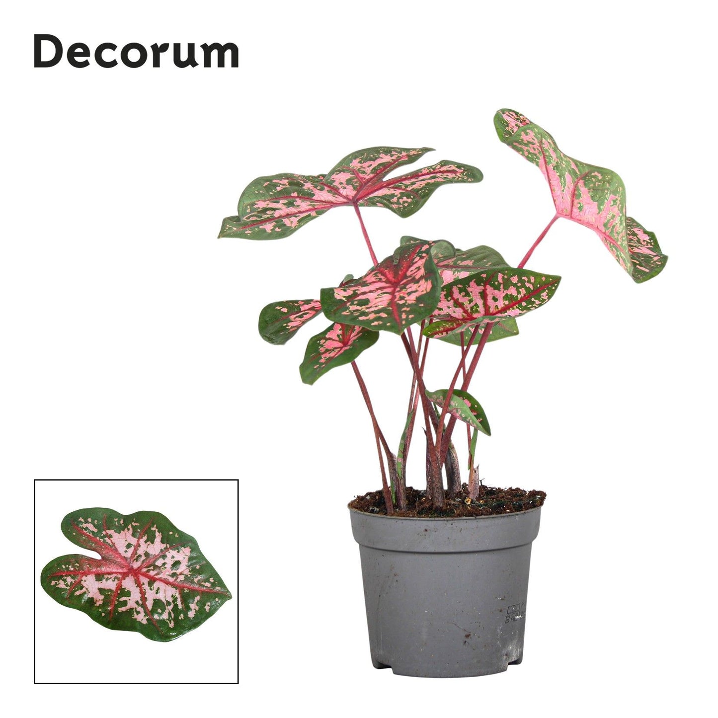 Caladium Carolyn Whorton