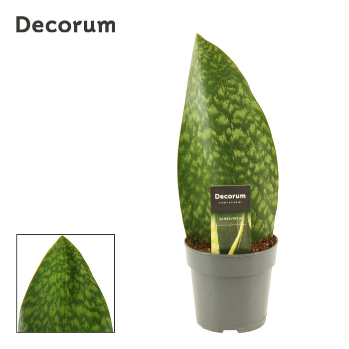 Sans Masoniana Green
