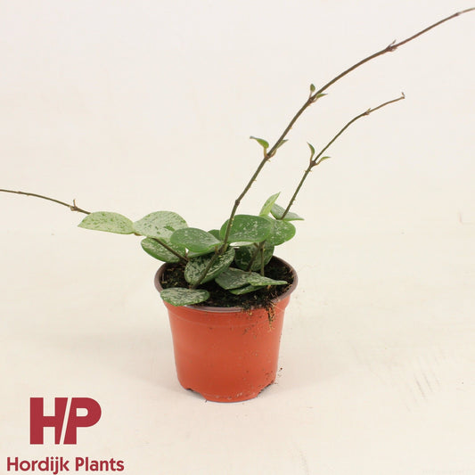 Hoya 'mathilde'