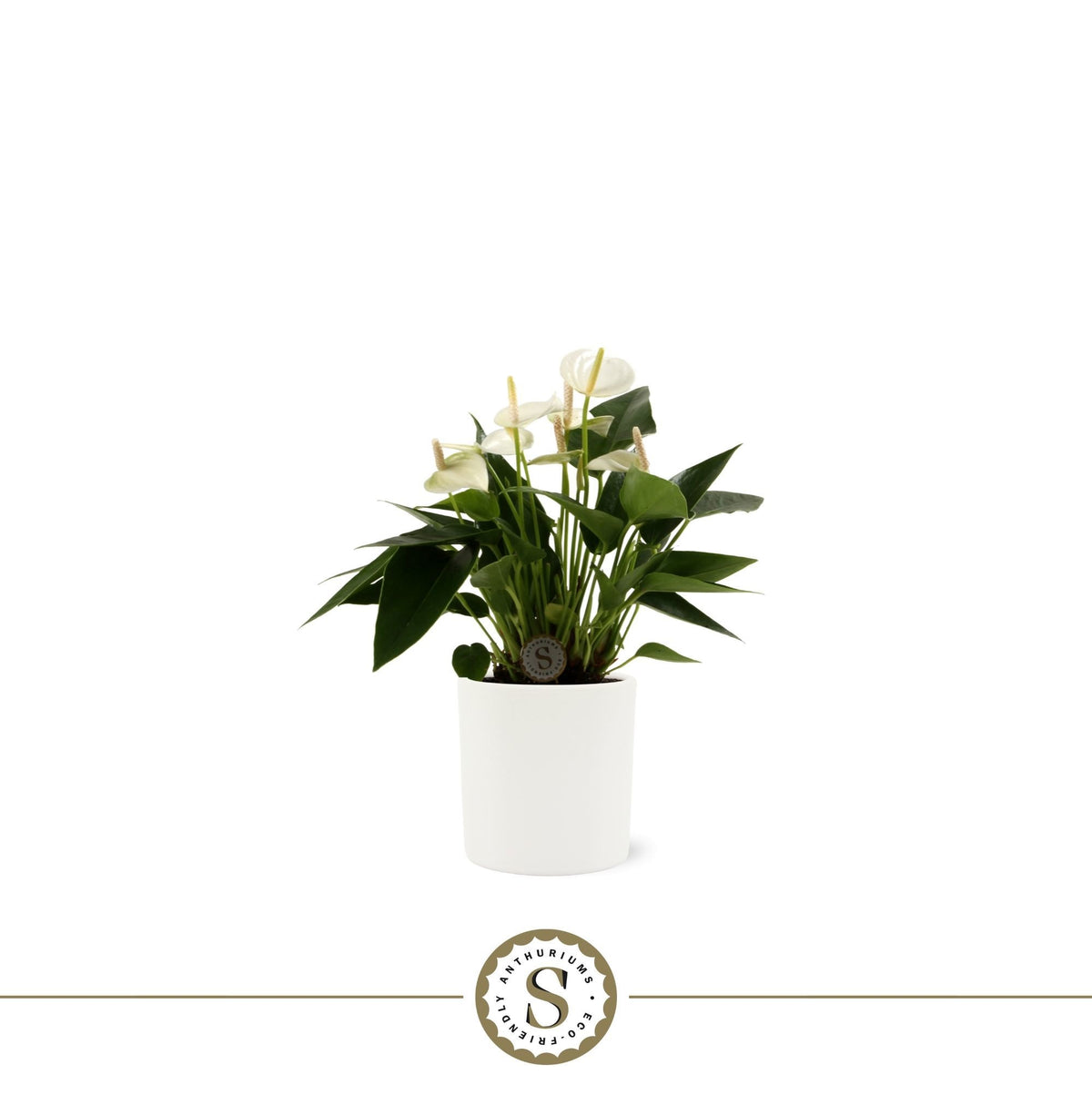 Anthurium St White Champion Keramiek Bari White