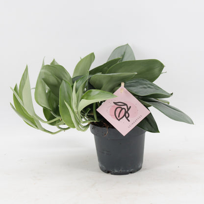 Scindapsus Treubii Moonlight