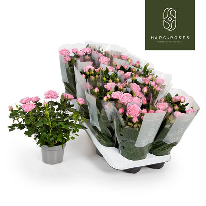 Rose Kordana Elysium