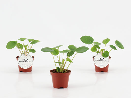 Pilea Peperomioides Baby