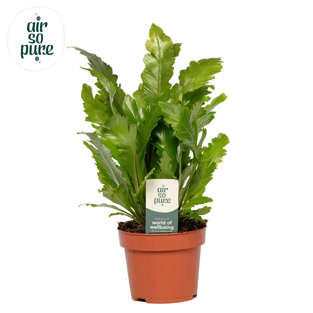 Asplenium Nidus Campio