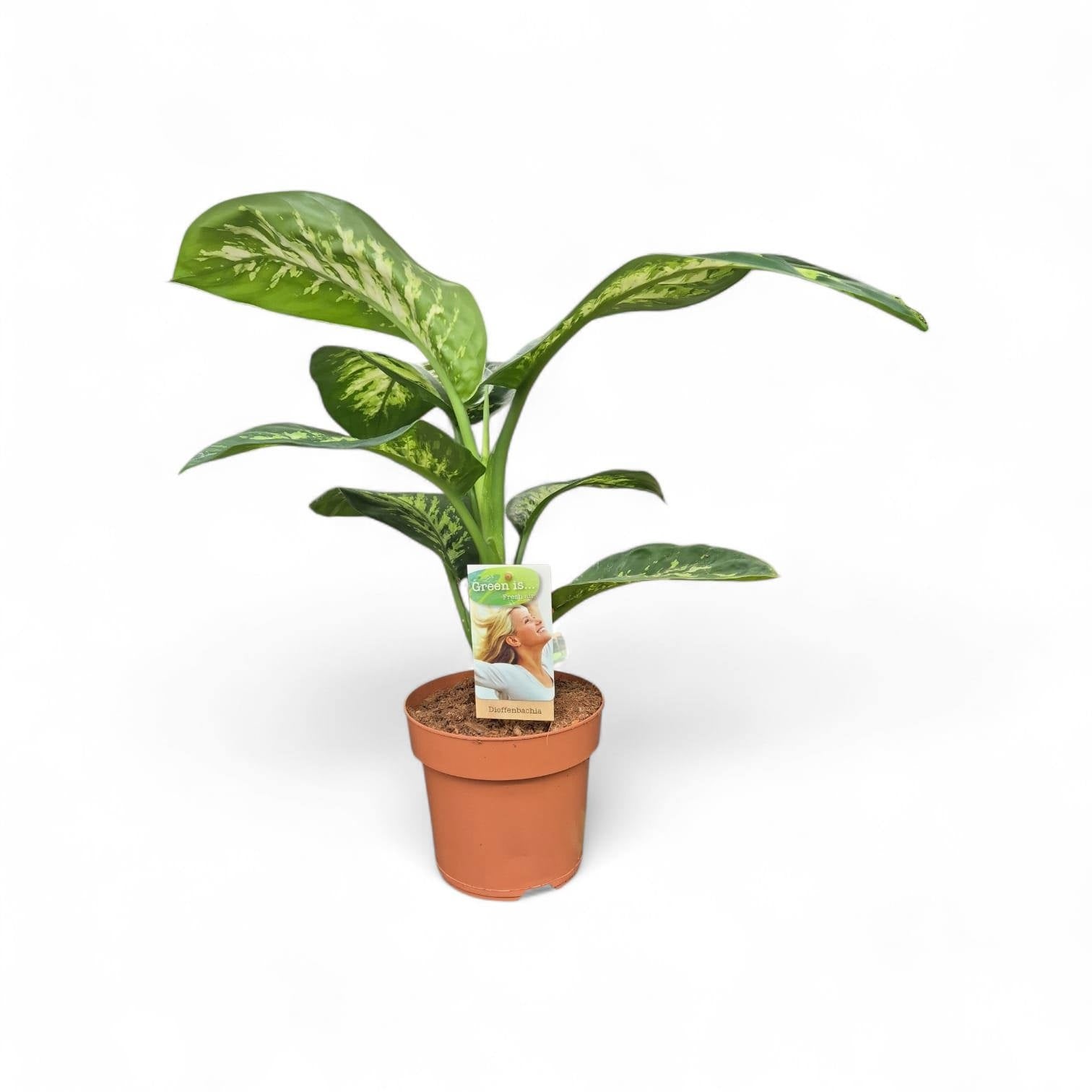 Dieff Tropic Snow – All Occasions Wholesale