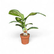 Dieff Tropic Snow