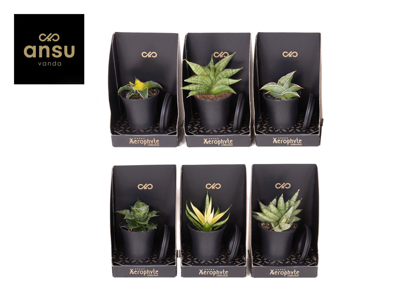 Sans Ov Gemengd Xerophyte Collection