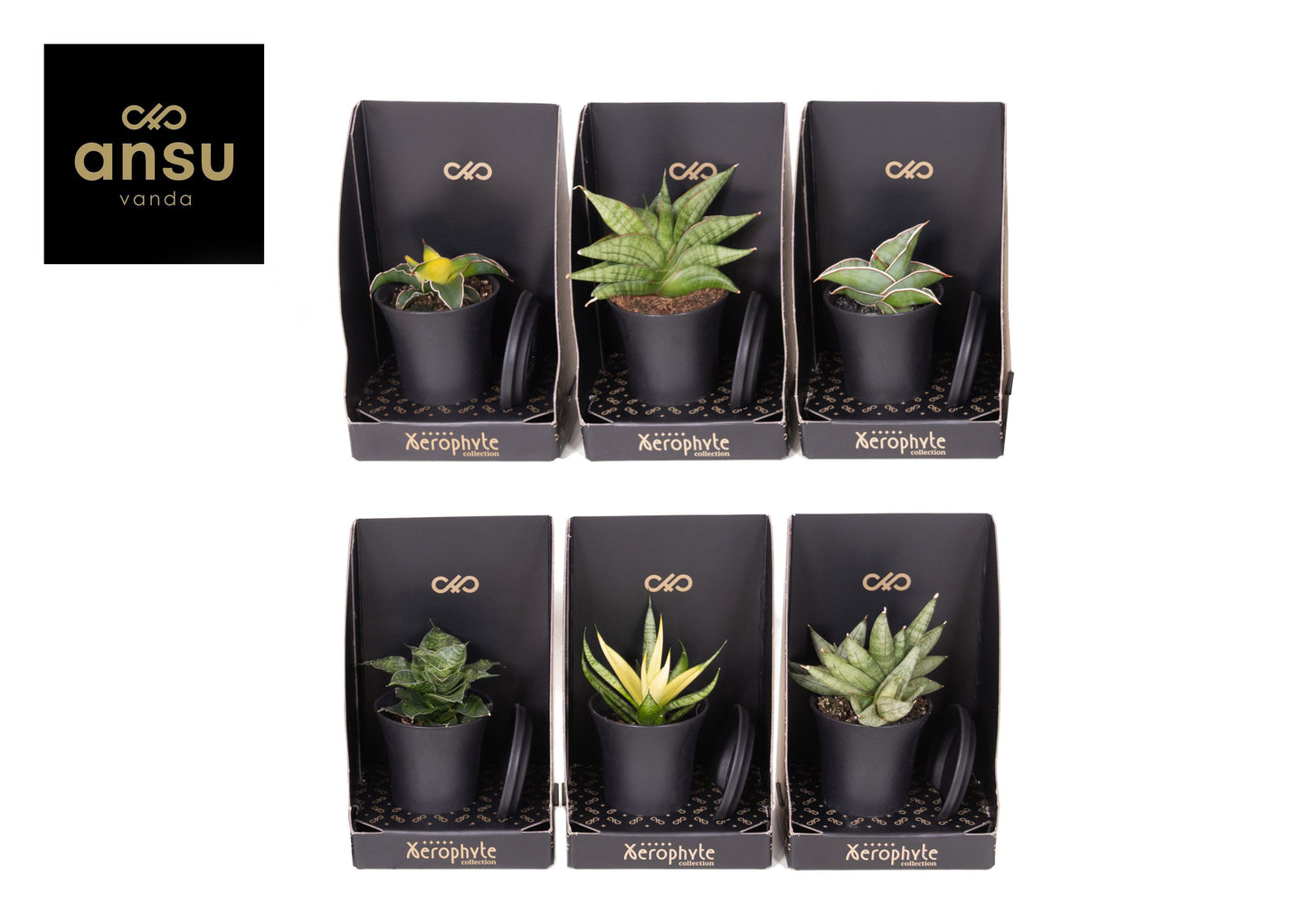 Sans Ov Gemengd Xerophyte Collection