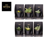 Sans Ov Gemengd Xerophyte Collection
