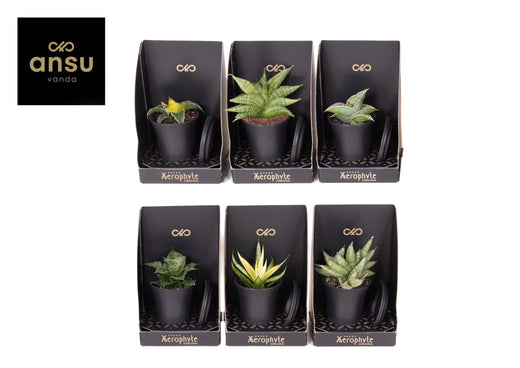 Sans Ov Gemengd Xerophyte Collection
