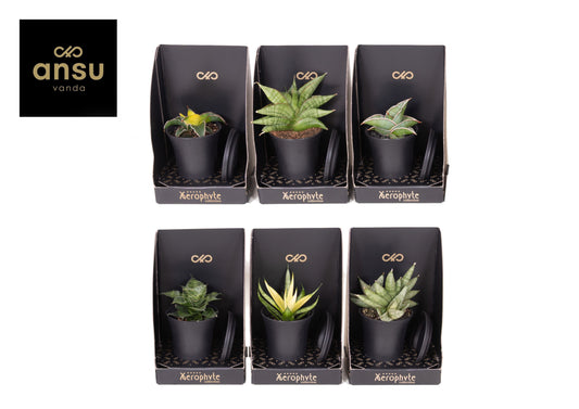 Sans Ov Gemengd Xerophyte Collection