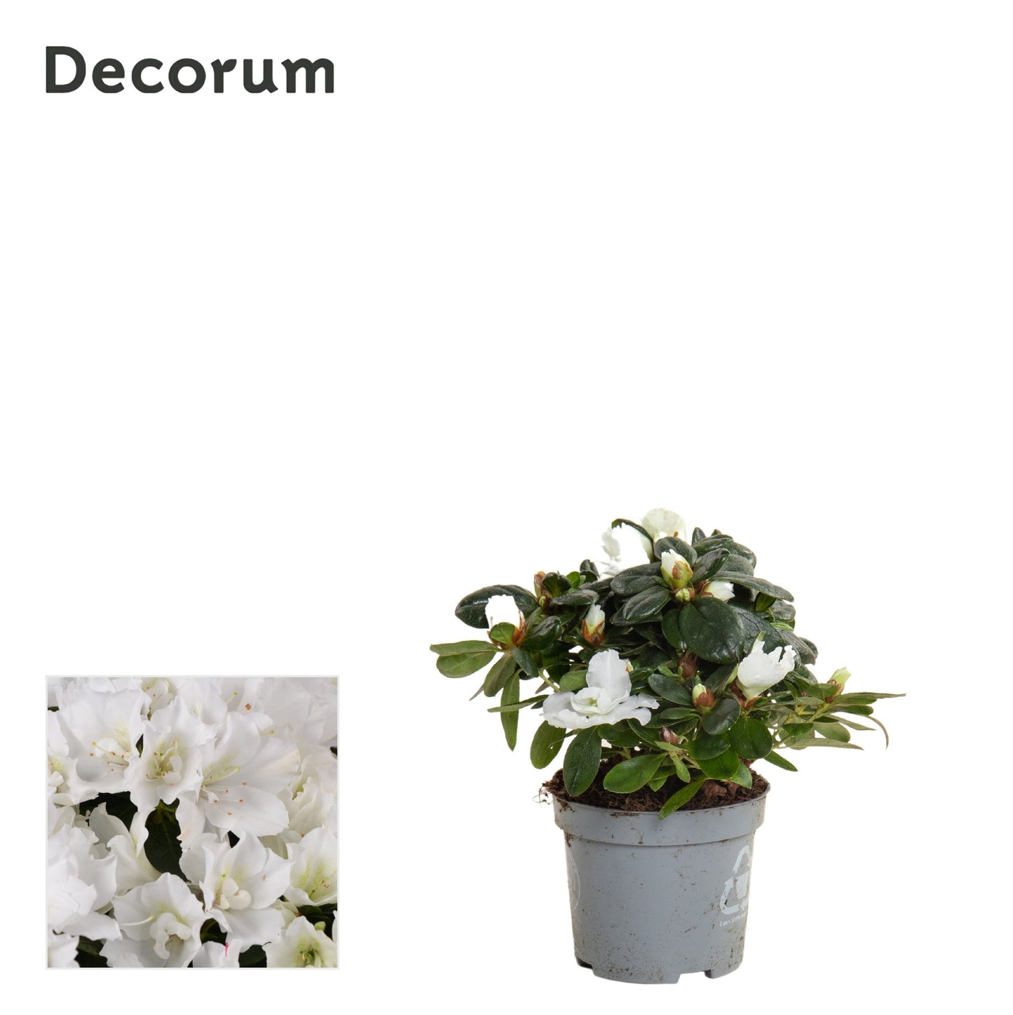 Rhodo Si Witte Vogel