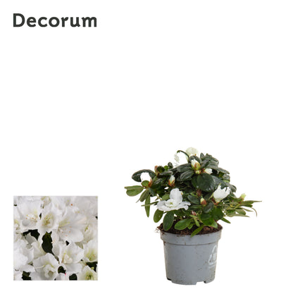 Rhodo Si Witte Vogel