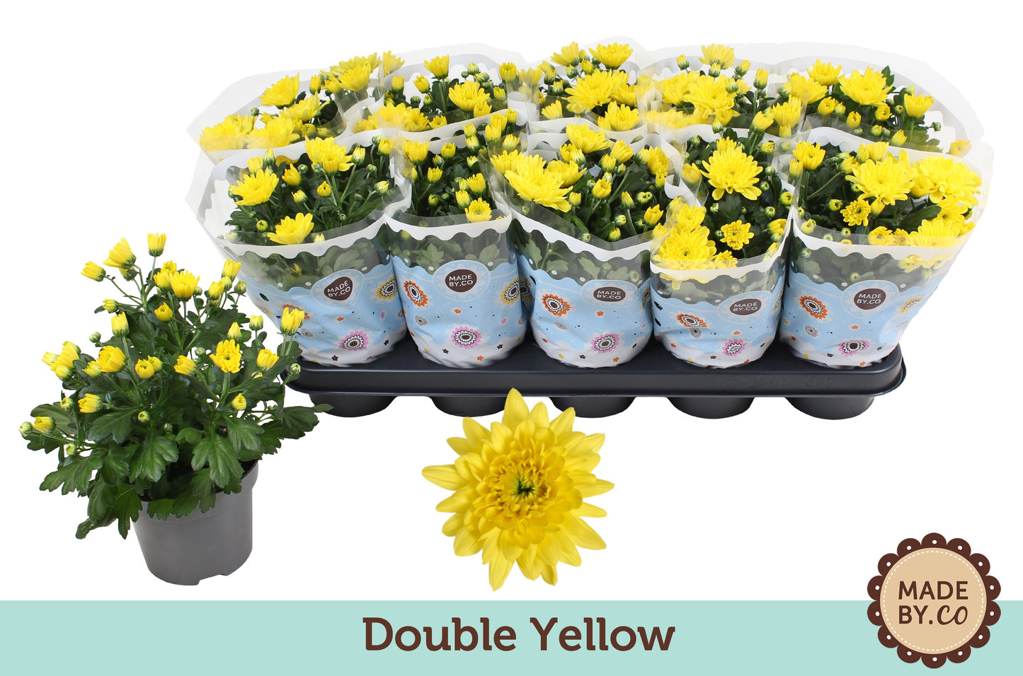 Chrysanthemum Geel Double