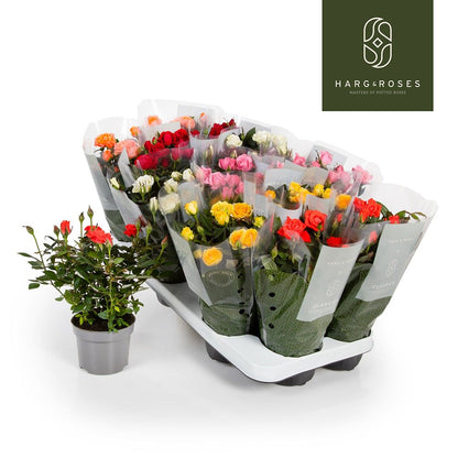 Rose Kordana Gemengd