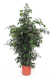 Ficus Be Danielle