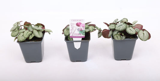 Cyclaam Coum Silverleaf White