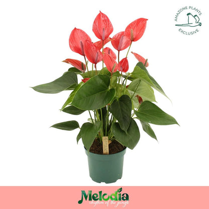 Anthurium An Melodia Ibis
