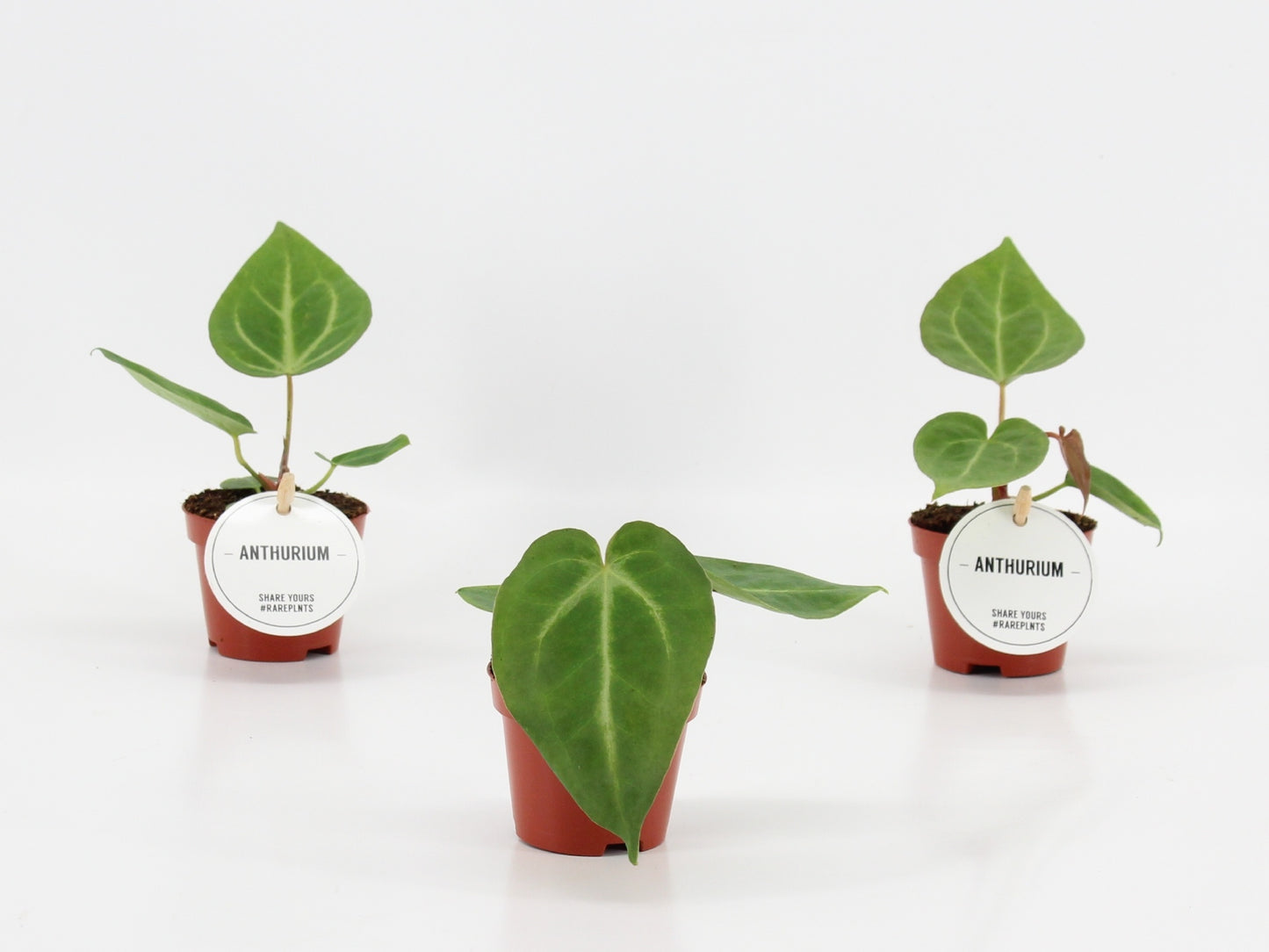 Anthurium Magnificum