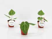 Anthurium Magnificum