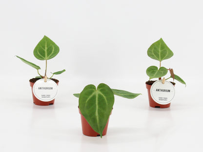 Anthurium Magnificum