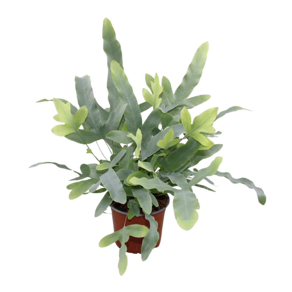 Phlebodium Aureum Blue Star