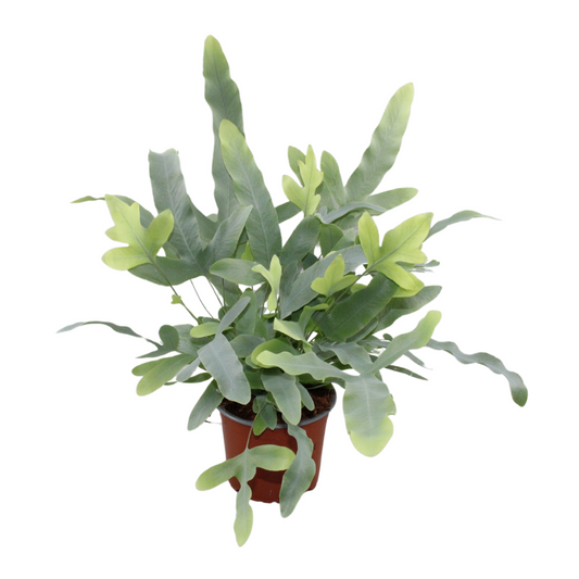 Phlebodium Aureum Blue Star
