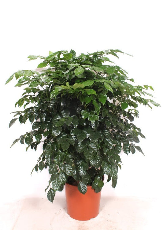 Radermachera Hainanensis