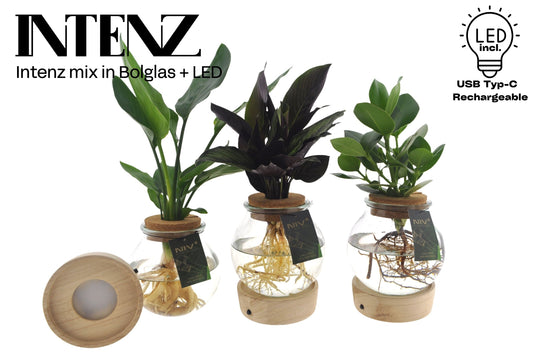 Opm Intenz Gemengd Glas Bol + Led