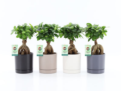 Ficus Mi Ginseng Keramiek Hainan