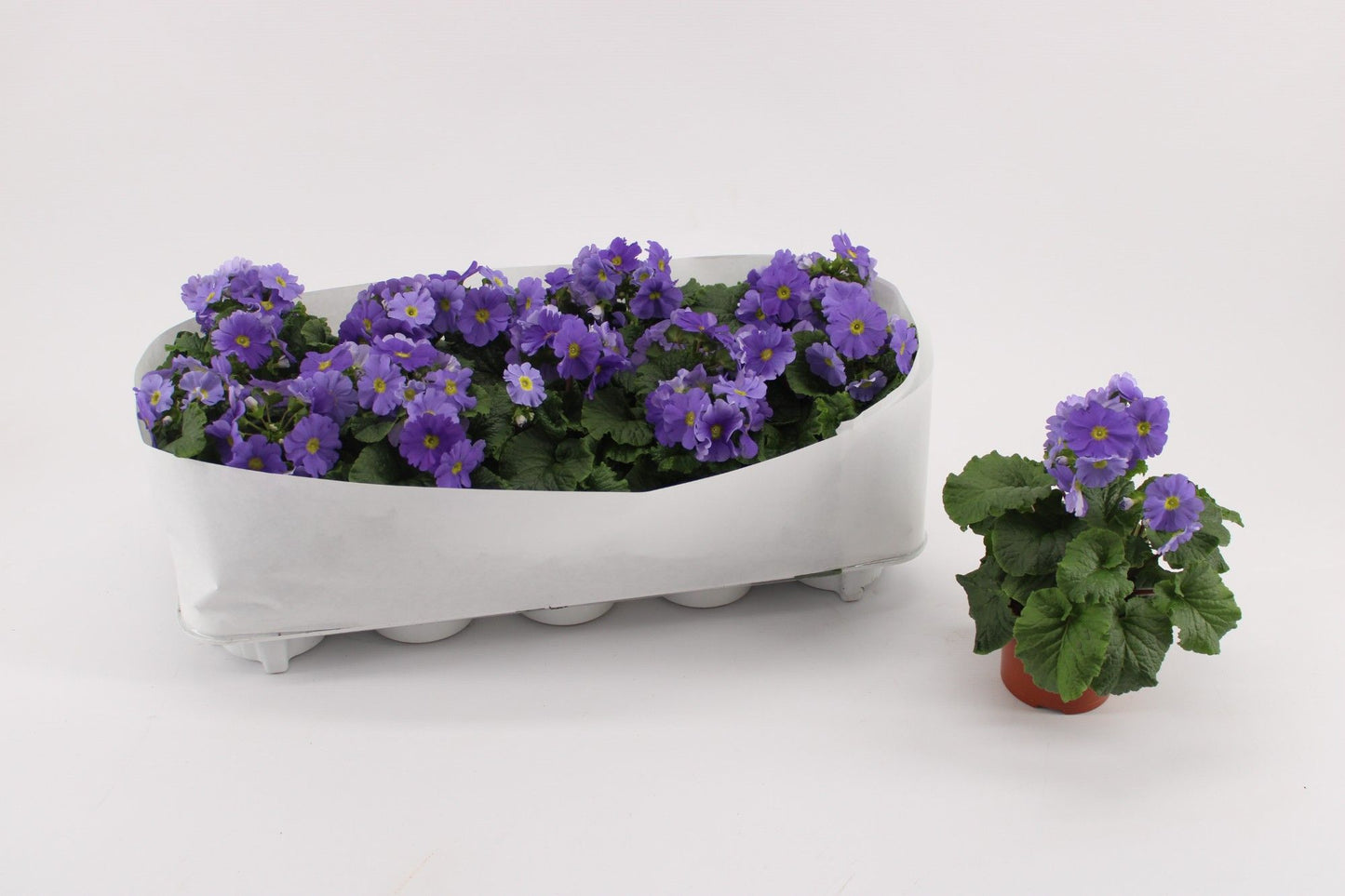 Primula Ob Dark Blue