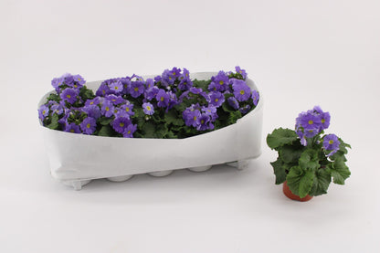 Primula Ob Dark Blue