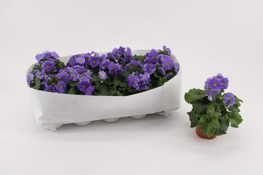 Primula Ob Dark Blue